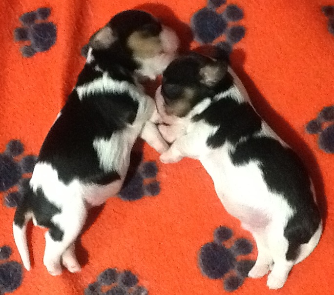 Sassy & Skylar Puppies